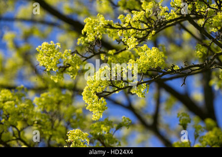 Spitz-Ahorn, Spitzahorn, Spitzblättriger Ahorn, Ahorn, Blüten, Blüte, blühend, Acer platanoides, Norvegia Acero L'Érable piano, Érable de Norvège, Iser Foto Stock