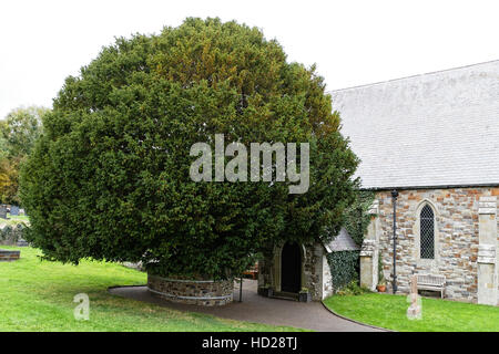 Antico albero di Yew nel portico della chiesa di San Tommaso St Dogmaels Galles - pensato per essere di 500 anni Foto Stock