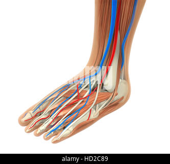 Piede umano anatomia Foto Stock