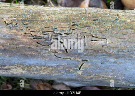 Tronco di albero caduto colpite da tarli Foto Stock