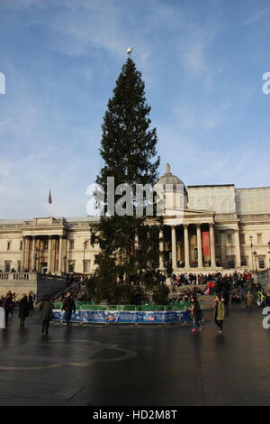 2016 Christams Tree in Trafalgar Square, Londra, donata dalla città di Oslo, Norvegia Foto Stock