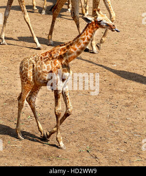 Splendido animale giraffe in Thailandia fotografato in close-up Foto Stock