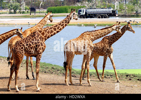 Splendido animale giraffe in Thailandia fotografato in close-up Foto Stock