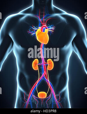 Human aorta toracica Foto Stock