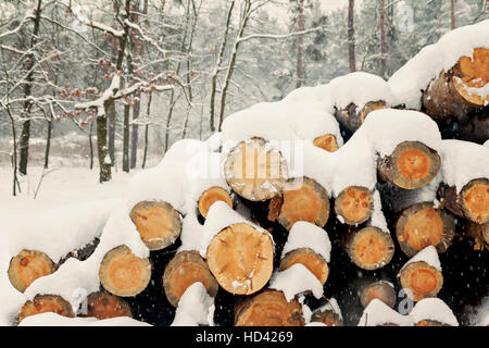 Logs impilati sotto la neve nella foresta. Foto Stock