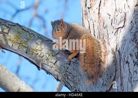 Fox Squirrel sul lembo di albero Foto Stock