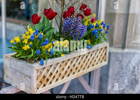 Miscela di fiori colorati come tulipani e pansies presentato nel legno del vaso di fiori sulla strada a Boston, Stati Uniti. Tali vasi di fiori Foto Stock