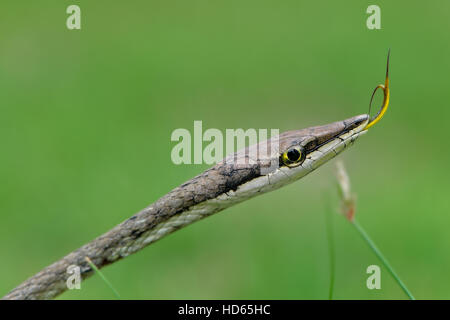 Vitigno messicano Snake (Oxybelis aeneus), guizzanti la sua linguetta, Corozal District, Belize Foto Stock