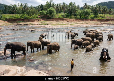 O Asiatico elefanti asiatici (Elephas maximus), allevamento di balneazione in Maha Oya River, detentori o mahouts nelle vicinanze Foto Stock