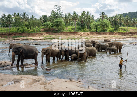 O Asiatico elefanti asiatici (Elephas maximus), allevamento di balneazione in Maha Oya River, detentori o mahouts nelle vicinanze Foto Stock