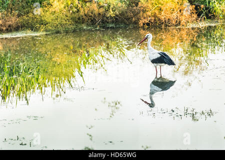 Stork sul lago. Questa foto è stata scattata in un parco vicino a Kiev. Foto Stock