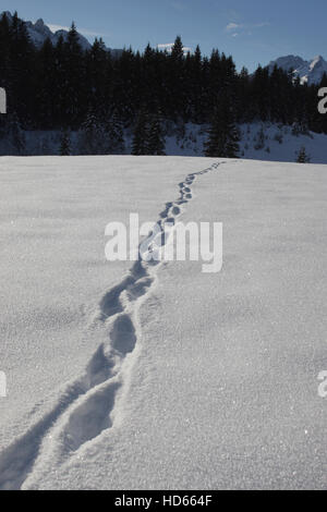 Tracce nella neve, montagne del Wetterstein, Alpi Alta Baviera, Baviera Foto Stock