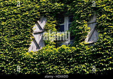 Ivy crescente intorno a una finestra Foto Stock