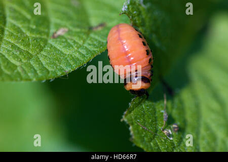 Il Colorado Potato Beetle (Leptinotarsa decemlineata), grub o larva Foto Stock