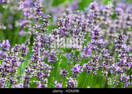 Lavanda (Lavandula angustifolia), fiorisce Foto Stock