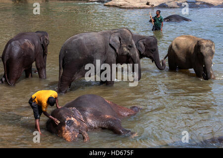 Pulire Mahouts elefanti asiatici (Elephas maximus), Maha Oya River, Pinnawala l'Orfanotrofio degli Elefanti, provincia centrale, Sri Lanka Foto Stock