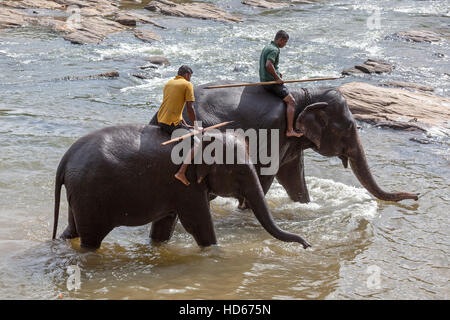 Mahouts ride elefanti asiatici (Elephas maximus), Maha Oya River, Pinnawala l'Orfanotrofio degli Elefanti, provincia centrale, Sri Lanka Foto Stock