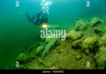 Scuba Diver osservando una Northern luccio (Esox lucius), il lago Erlauf, Maria Zell, Stiria, Austria, Europa Foto Stock