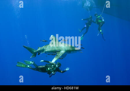 Tre subacquei con un Lo squalo longimano (Carcharhinus longimanus), Mar Rosso, Egitto, Africa Foto Stock