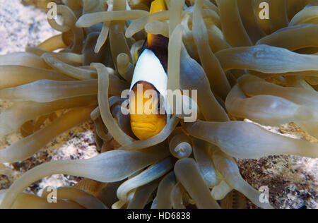 Mar Rosso Clownfish, o due-Clownfish nastrati o Anemonefish (Amphiprion bicinctus) in una bolla-punta (Anemone Entacmaea Foto Stock