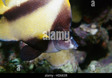 Mar Rosso (Bannerfish Heniochus intermedius), Mar Rosso, Egitto, Africa Foto Stock