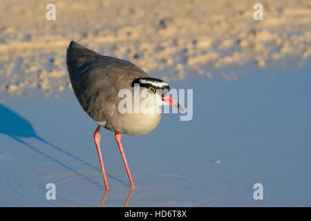 Incoronato pavoncella (Vanellus coronatus), guadare in una pozza, Kgalagadi Parco transfrontaliero, Northern Cape, Sud Africa e Africa Foto Stock