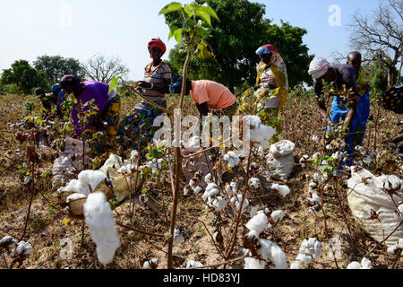 Il BURKINA FASO , Koumbia, donne di cotone raccolto a mano presso l'azienda di BOGNINI BOYOUN , il cotone è venduta alla ditta SOFITEX / Frauen ernten Baumwolle per mano auf der Farm von BOGNINI BOYOUN, die Baumwolle wird an die SOFITEX verkauft Foto Stock