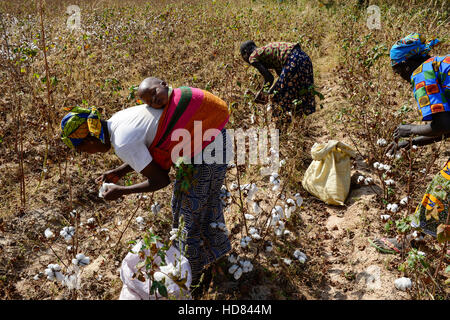 Il BURKINA FASO , Koumbia, donne di cotone raccolto a mano presso l'azienda di BOGNINI BOYOUN , il cotone è venduta alla ditta SOFITEX / Frauen ernten Baumwolle per mano auf der Farm von BOGNINI BOYOUN, die Baumwolle wird an die SOFITEX verkauft Foto Stock