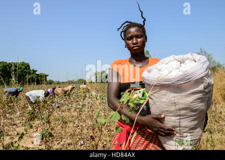 Il BURKINA FASO , Koumbia, donne di cotone raccolto a mano presso l'azienda di BOGNINI BOYOUN , il cotone è venduta alla ditta SOFITEX / Frauen ernten Baumwolle per mano auf der Farm von BOGNINI BOYOUN, die Baumwolle wird an die SOFITEX verkauft Foto Stock