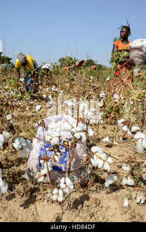 Il BURKINA FASO , Koumbia, donne di cotone raccolto a mano presso l'azienda di BOGNINI BOYOUN , il cotone è venduta alla ditta SOFITEX / Frauen ernten Baumwolle per mano auf der Farm von BOGNINI BOYOUN, die Baumwolle wird an die SOFITEX verkauft Foto Stock