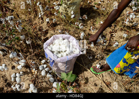 Il BURKINA FASO , Koumbia, donne di cotone raccolto a mano presso l'azienda di BOGNINI BOYOUN , il cotone è venduta alla ditta SOFITEX / Frauen ernten Baumwolle per mano auf der Farm von BOGNINI BOYOUN, die Baumwolle wird an die SOFITEX verkauft Foto Stock