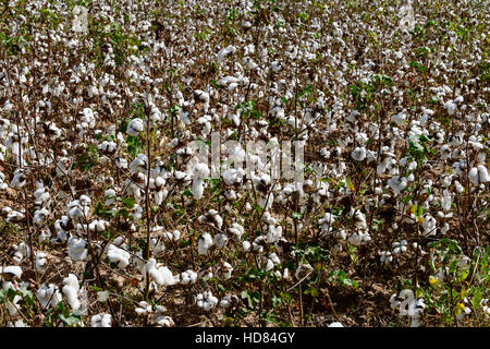 Il BURKINA FASO , Koumbia, raccolto di cotone a farm di BOGNINI BOYOUN , il cotone è venduta alla ditta SOFITEX / Baumwolle Ernte auf der Farm von BOGNINI BOYOUN, die Baumwolle wird an die SOFITEX verkauft Foto Stock