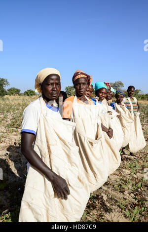 Il Burkina Faso, villaggio GOUMSIN nei pressi di sapone, biologico e del commercio equo e solidale a cotone, donne agricoltore gruppo con sacchetti di cotone Foto Stock