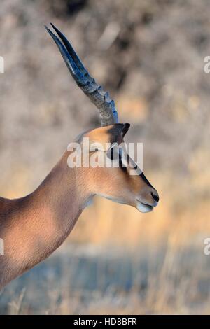 Gli impala dal muso nero (Aepyceros melampus petersi), adulto maschio, nella luce del mattino, il Parco Nazionale di Etosha, Namibia, Africa Foto Stock