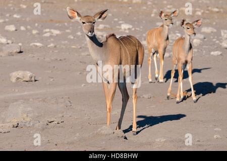 Maggiore kudus (Tragelaphus strepsiceros), femmina adulta con due giovani, sulla terra arida, il Parco Nazionale di Etosha, Namibia, Africa Foto Stock
