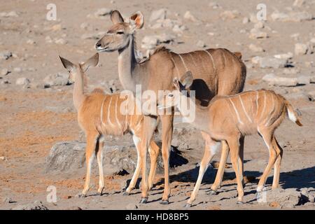 Maggiore kudus (Tragelaphus strepsiceros), femmina adulta con due giovani, sulla terra arida, il Parco Nazionale di Etosha, Namibia, Africa Foto Stock