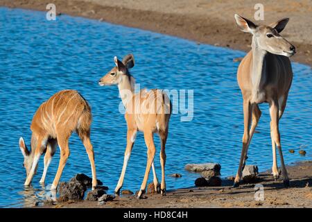 Maggiore kudus (Tragelaphus strepsiceros), femmina adulta con due giovani a Waterhole, il Parco Nazionale di Etosha, Namibia, Africa Foto Stock