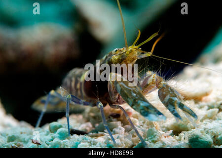 La sorprendente e quasi completamente cieco ghiozzo gamberetto. Underwater Koh Tao Foto Stock