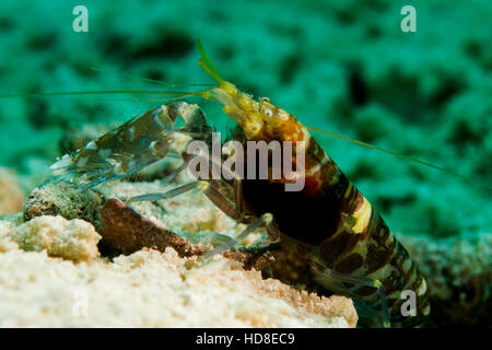 La sorprendente e quasi completamente cieco ghiozzo gamberetto. Underwater Koh Tao Foto Stock