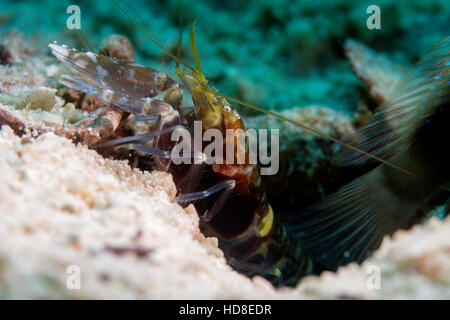 La sorprendente e quasi completamente cieco ghiozzo gamberetto. Underwater Koh Tao Foto Stock