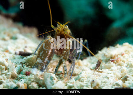 La sorprendente e quasi completamente cieco ghiozzo gamberetto. Underwater Koh Tao Foto Stock