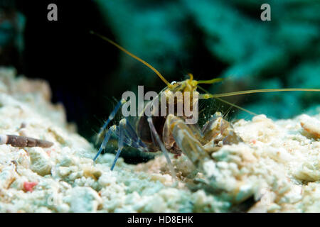 La sorprendente e quasi completamente cieco ghiozzo gamberetto. Underwater Koh Tao Foto Stock