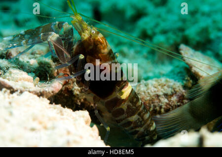 La sorprendente e quasi completamente cieco ghiozzo gamberetto. Underwater Koh Tao Foto Stock