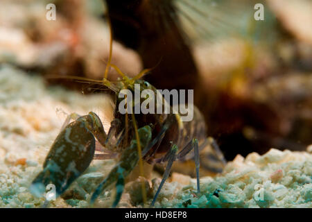 La sorprendente e quasi completamente cieco ghiozzo gamberetto. Underwater Koh Tao Foto Stock