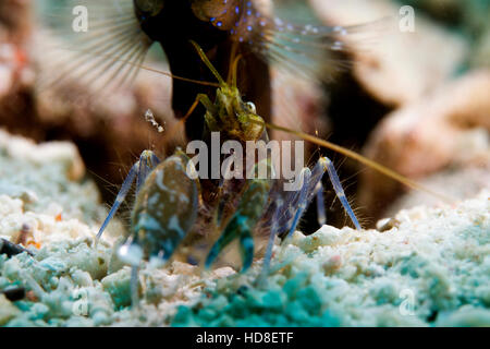 La sorprendente e quasi completamente cieco ghiozzo gamberetto. Underwater Koh Tao Foto Stock