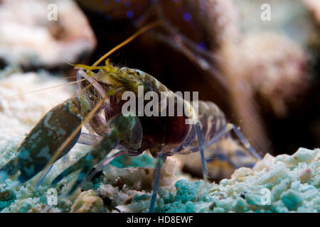 La sorprendente e quasi completamente cieco ghiozzo gamberetto. Underwater Koh Tao Foto Stock