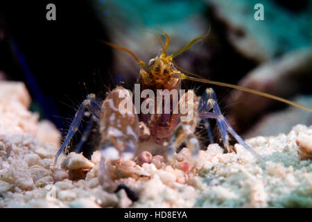 La sorprendente e quasi completamente cieco ghiozzo gamberetto. Underwater Koh Tao Foto Stock