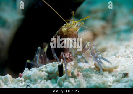 La sorprendente e quasi completamente cieco ghiozzo gamberetto. Underwater Koh Tao Foto Stock