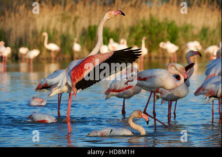 Bellissimi fenicotteri maggiore di decollo in Camargue Foto Stock