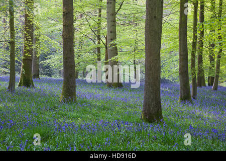 Bluebells nella Foresta di Dean. Foto Stock